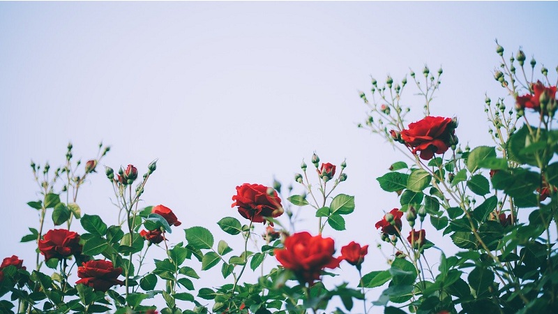 Plants and Flowers